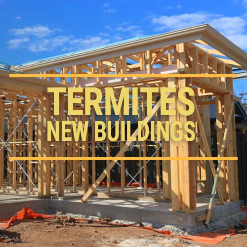 Termites New Buildings