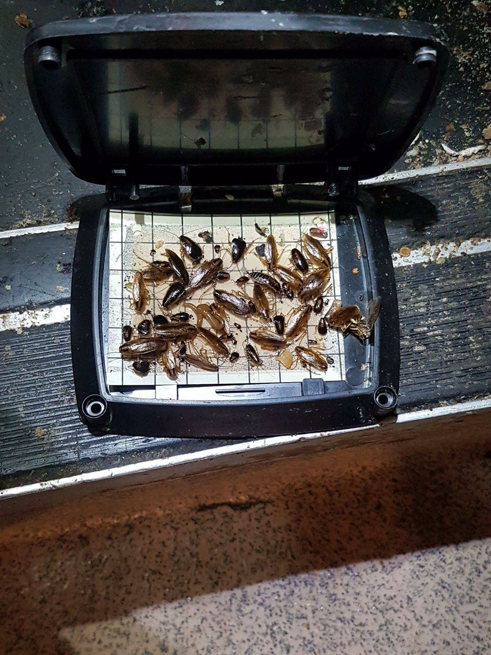ECOTHOR ACTIVE NATURE® Insect Monitor – Ensystex.com.au